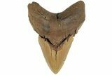 Bargain, Fossil Megalodon Tooth - North Carolina #186568-2